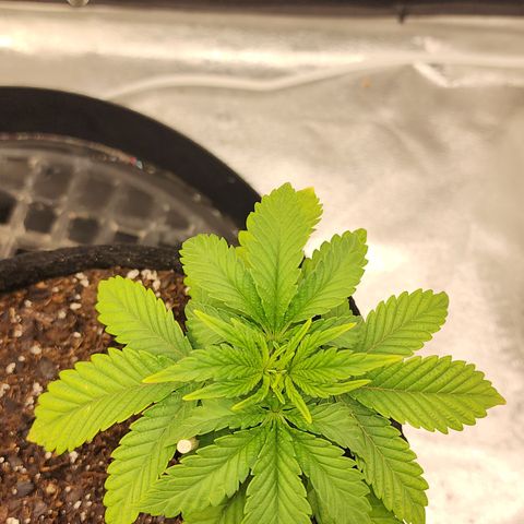 THC Bomb growlog timeline photo