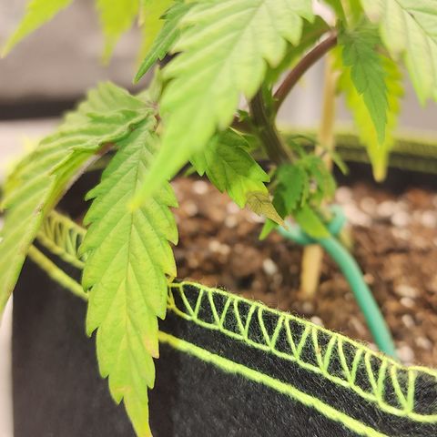 Animal Mints growlog timeline photo