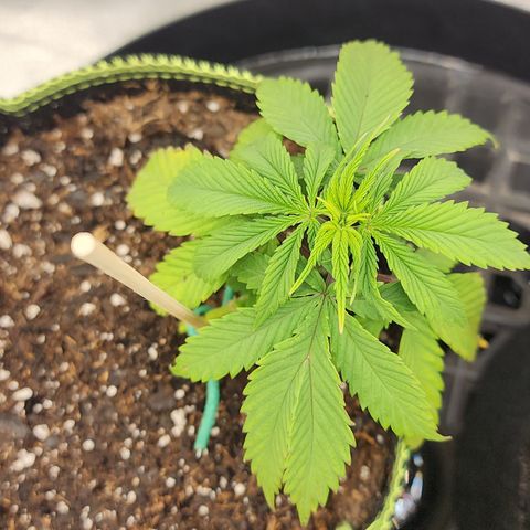 Animal Mints growlog timeline photo