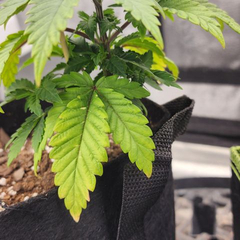 THC Bomb growlog timeline photo