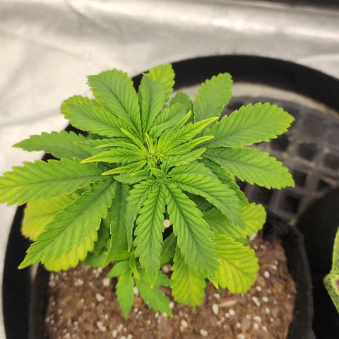 THC Bomb growlog timeline photo