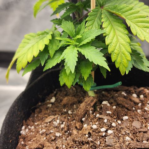 THC Bomb growlog timeline photo