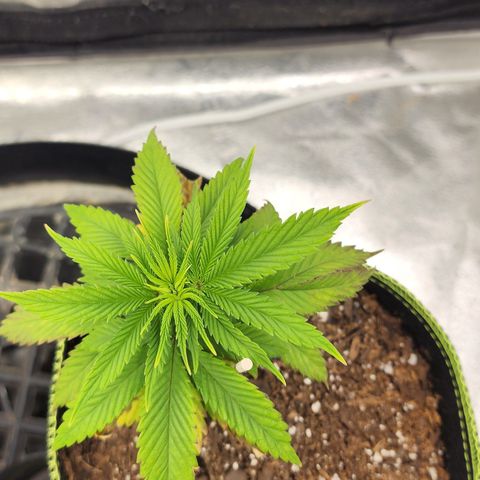 Animal Mints growlog timeline photo