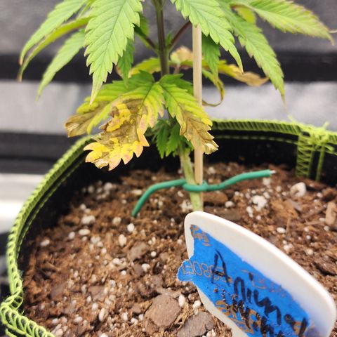Animal Mints growlog timeline photo