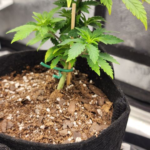 THC Bomb growlog timeline photo