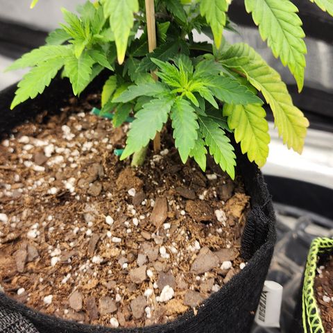 THC Bomb growlog timeline photo