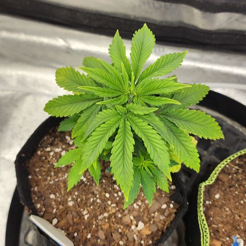 THC Bomb growlog timeline photo