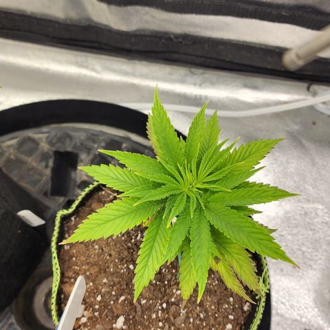 Animal Mints growlog timeline photo