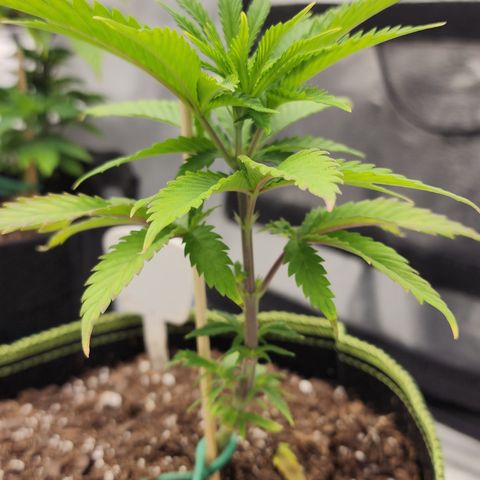 Animal Mints growlog timeline photo