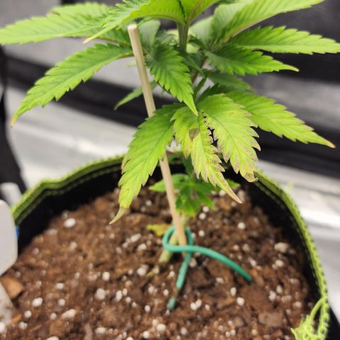Animal Mints growlog timeline photo
