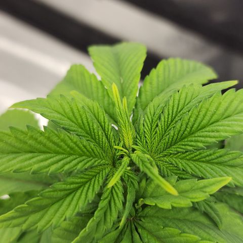 THC Bomb growlog timeline photo