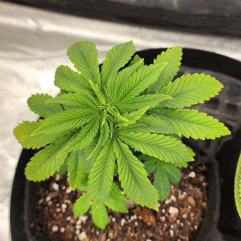 THC Bomb growlog timeline photo