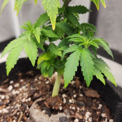 THC Bomb growlog timeline photo