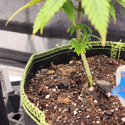 Animal Mints growlog timeline photo