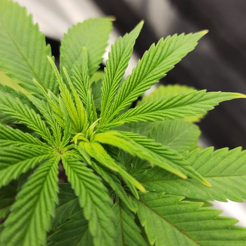 Animal Mints growlog timeline photo