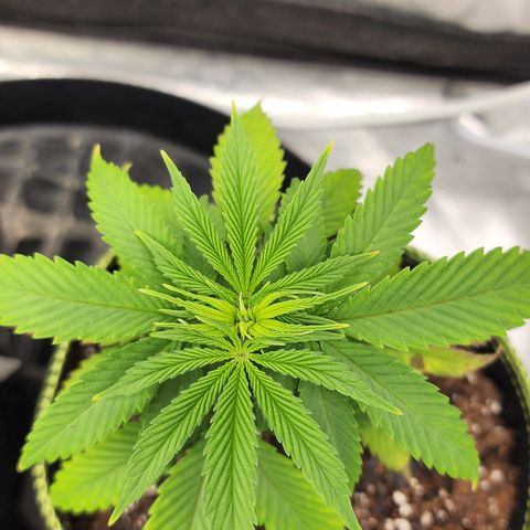 Animal Mints growlog timeline photo
