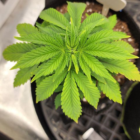 THC Bomb growlog timeline photo