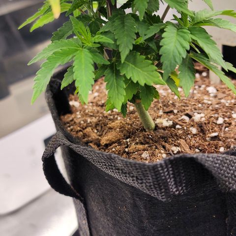THC Bomb growlog timeline photo