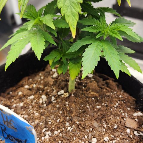 THC Bomb growlog timeline photo