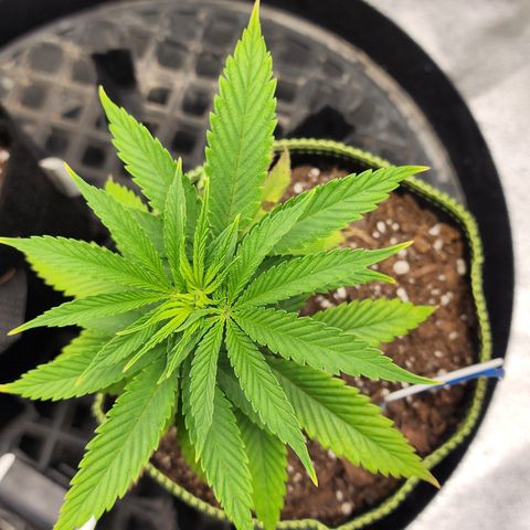 Animal Mints growlog timeline photo