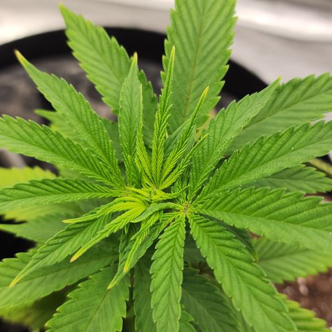 Animal Mints growlog timeline photo