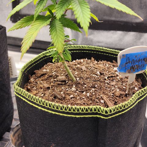 Animal Mints growlog timeline photo