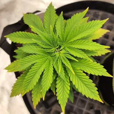 THC Bomb growlog timeline photo