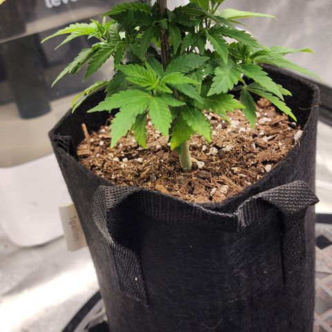 THC Bomb growlog timeline photo