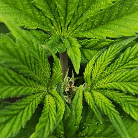 THC Bomb growlog timeline photo