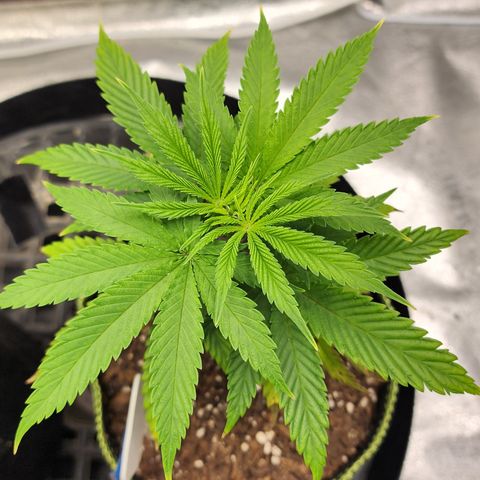 Animal Mints growlog timeline photo