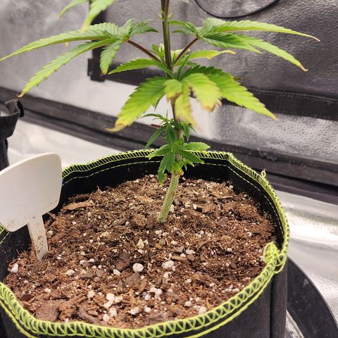 Animal Mints growlog timeline photo