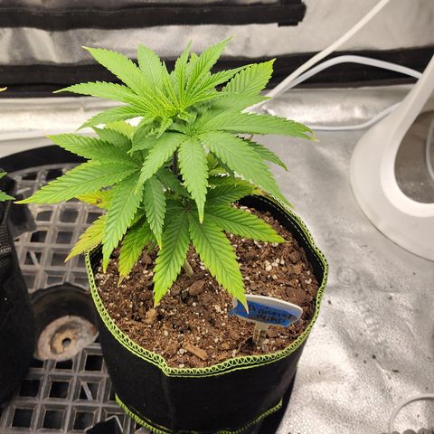 Animal Mints growlog timeline photo