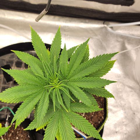 Animal Mints growlog timeline photo
