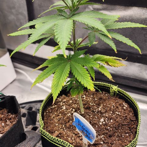 Animal Mints growlog timeline photo
