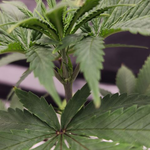 Animal Mints growlog timeline photo