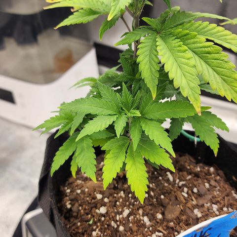 THC Bomb growlog timeline photo