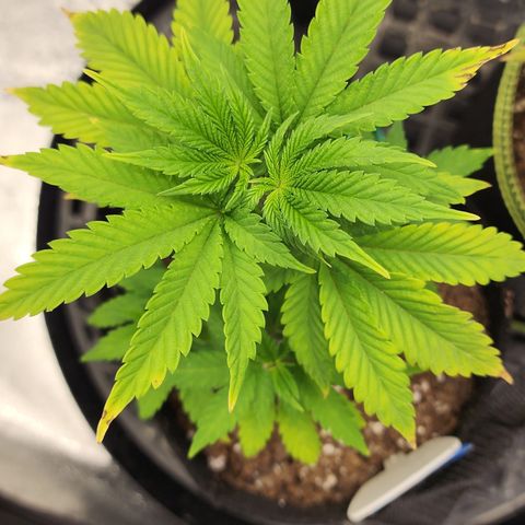 THC Bomb growlog timeline photo