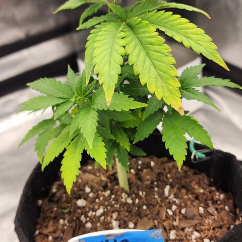 THC Bomb growlog timeline photo