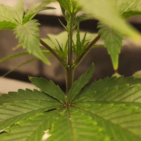 Animal Mints growlog timeline photo