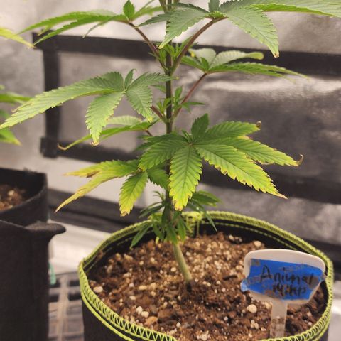 Animal Mints growlog timeline photo