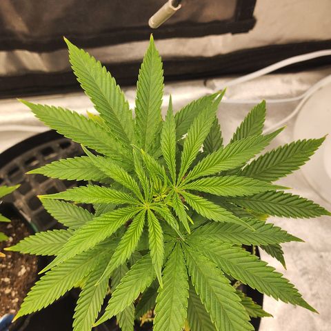 Animal Mints growlog timeline photo