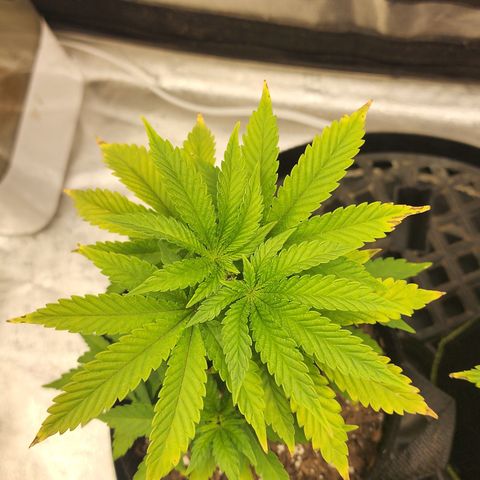 THC Bomb growlog timeline photo