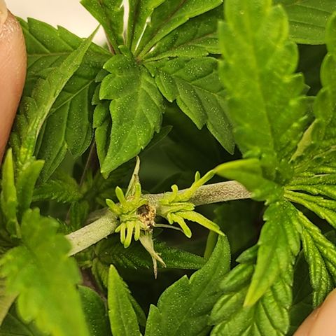THC Bomb growlog timeline photo