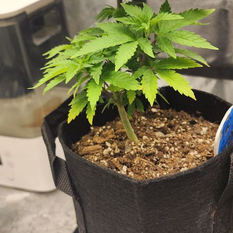 THC Bomb growlog timeline photo