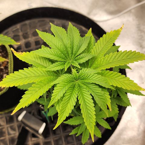 THC Bomb growlog timeline photo