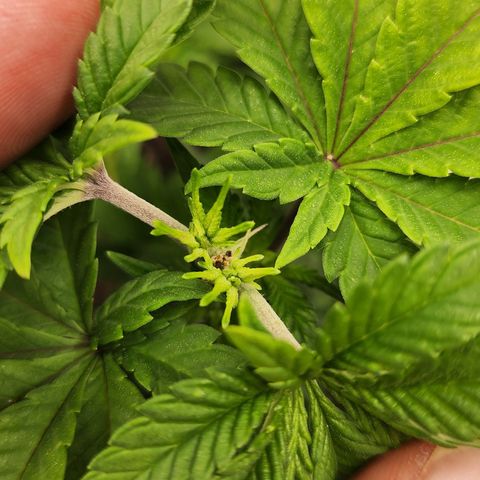 THC Bomb growlog timeline photo