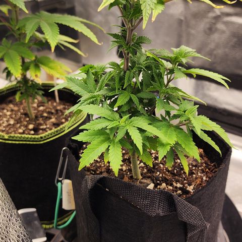 THC Bomb growlog timeline photo