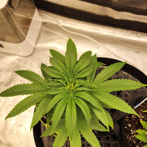 Animal Mints growlog timeline photo