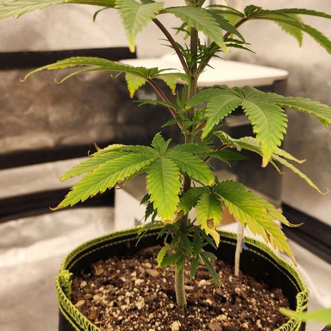 Animal Mints growlog timeline photo