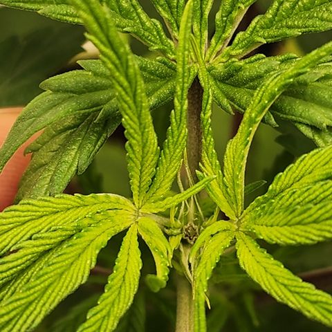 Animal Mints growlog timeline photo